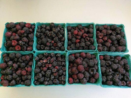 Organic black raspberries, harvested, July 2019