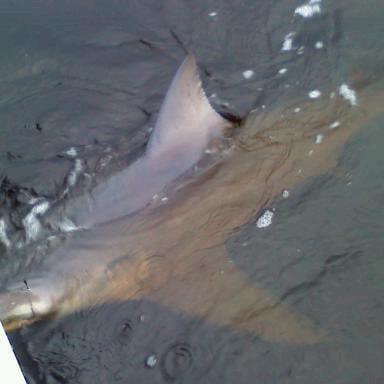 2012 8ft mako caught in Florida