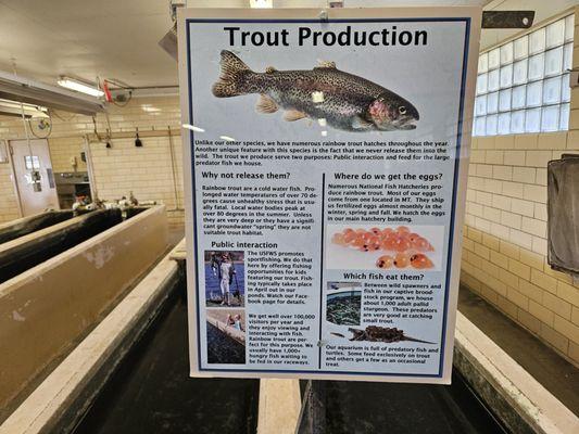 Trout production