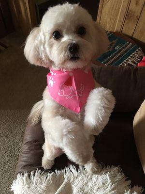 Susie Q's 1st Birthday grooming by Jessica. She is amazing! I'm so beautiful:)