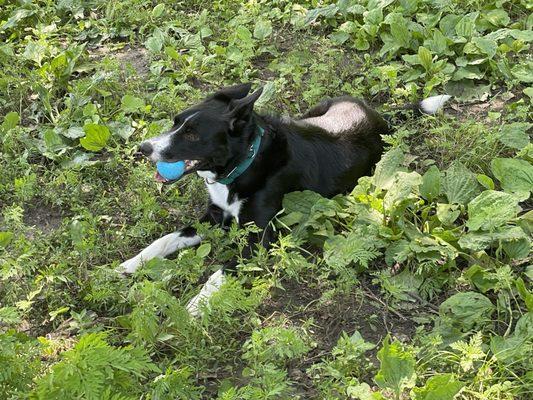 Finnegan. No evidence of muddy paws  and smudged windows everywhere.