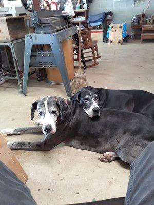 the black and white one is Sarah.  Happy, healthy, loving best friend.  Now dead thanks to donegal animal hospital.