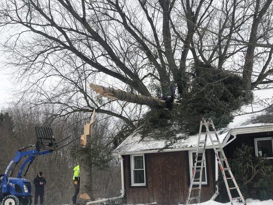 Tree through home WKTV