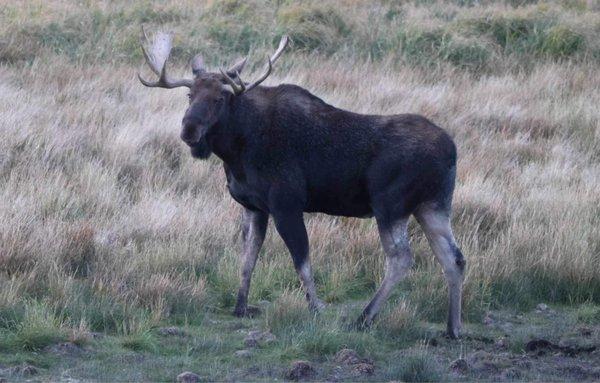 Big Moose we saw outside restaurant while waiting to be seated