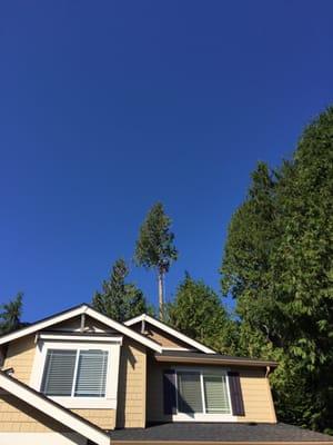 Robert on a 100 ft cedar tree