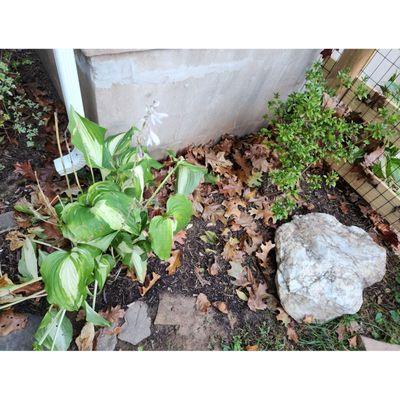 Grass growth in mulch due to repeated blowing of leaves and clippings into mulch beds