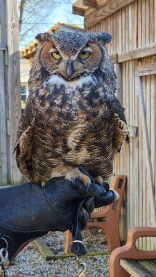 Hagatha (Great  Horned Owl)