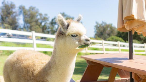 Baby alpaca