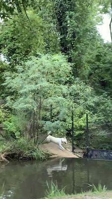 my dog running across the dam from the other side of the pond