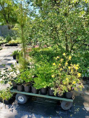 A cart full of plants heading to their new home.