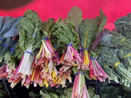 Rainbow Chard from Jacob's Farm