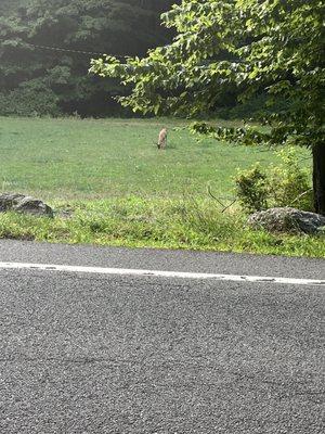 Spotted deer on my two mile walk from the parking lot to the lake.