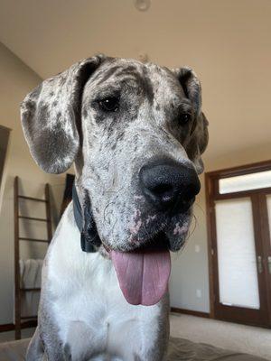 Hank, the Dane.