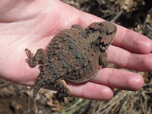 Horned toad at one of the hiking trails.