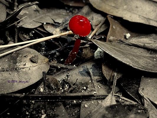 Scarlet Waxy Cap Mushroom growing from the ground.