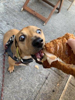 My dog getting the first bite of my Turkey & Cheese Croissant outside on their patio.  Don't worry he only got a nibble ;)