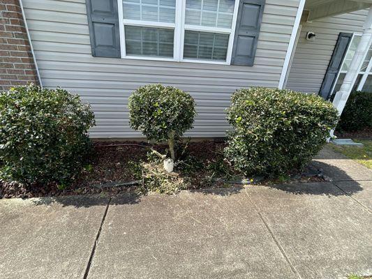 Before the digging, my sewer line pipe and the Holly Bush that caused the issues