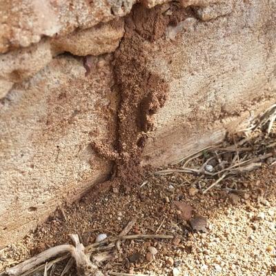 Termite tubes coming from the ground, and into the bricks of this house.