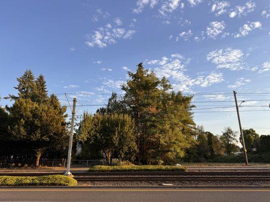 Trees likely cropped by Flight 173