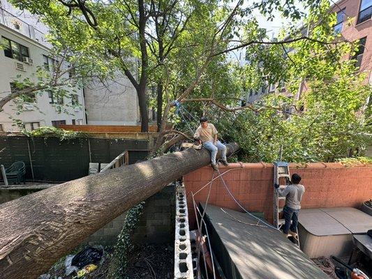 A big tree fell in the backyard