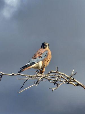 Damonte Ranch Wetland Loop