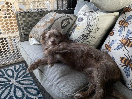 This is Spike having a snooze on the patio.