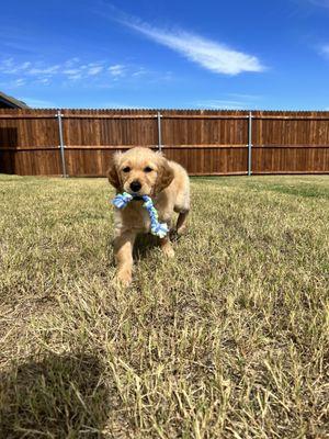 Golden Puppies