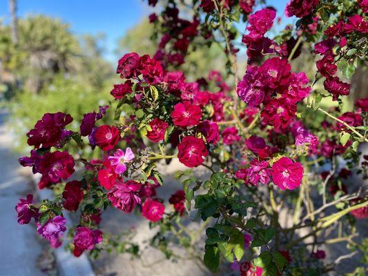 Huge rose bush off the 18th green.