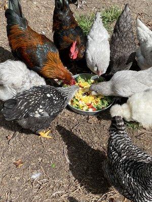 Lunch for the chickens