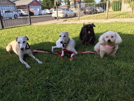 Making new friends! Our schnauzer and poodle with Sarah's pups. She took this on her last visit.