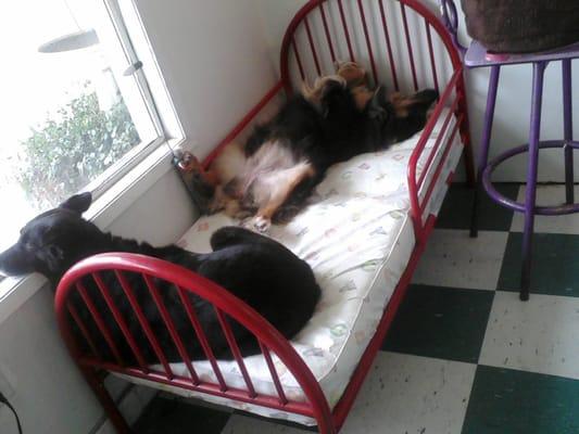 Doggies relaxing during day care :)