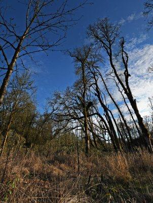 Bare trees and low winter light make for lovely hiking