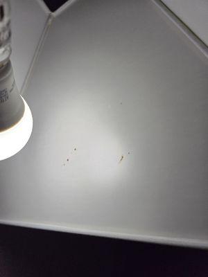 Roach droppings in lamps