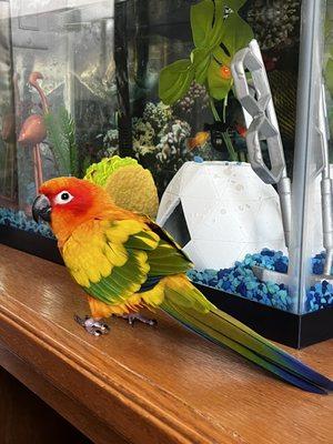 Mango my sun conure fish watching.