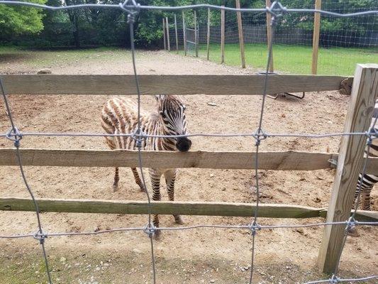 Baby zebra