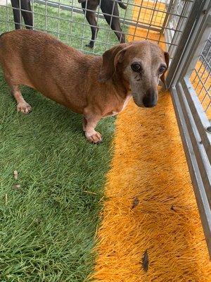 My old Gal is 14, she may not have been smiling in this photo but she loved napping on her bed and sunbathing outside at Buddies!