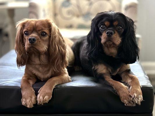 Blaze & Bodhi, Cavalier King Charles Spaniels