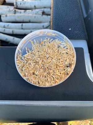 99% rice hull.  Hardly any seeds.  Whole can was like this.