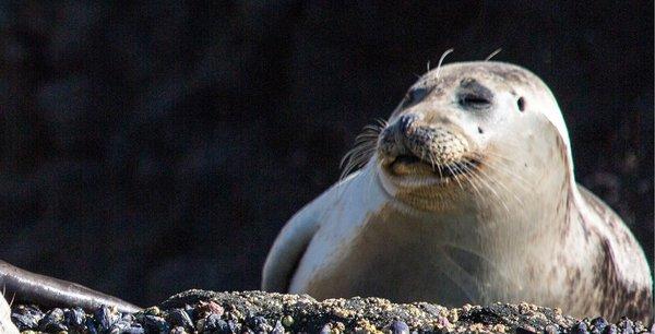 Harbor seal on whale watching cruise