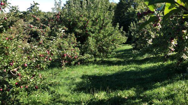 Brookfield Orchard