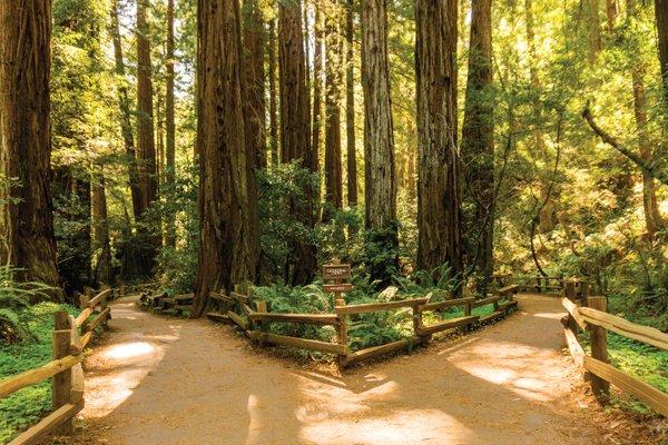 Muir Woods, Bay Area