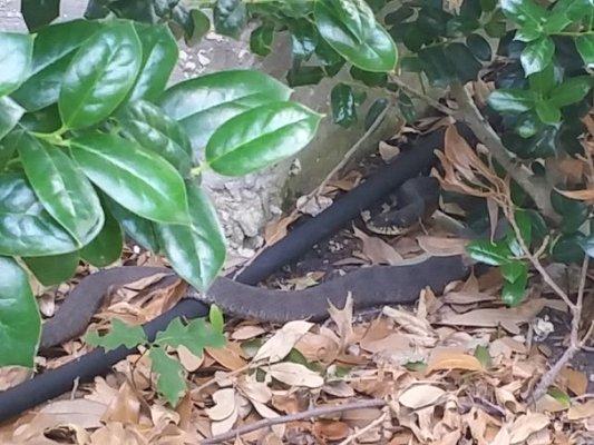 Snake in the front flowerbed!