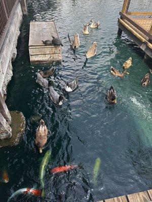 Feeding the fish and ducks, there's a ton of catfish in there, too!