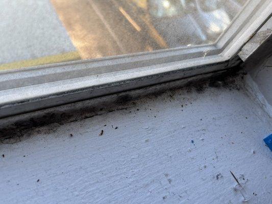 Moldy windows