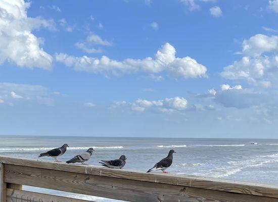 (*‿*) I agree with the sunbathing beauties... let's just people watch and hang out on this warm Friday @ #StAugustineBeachPier.