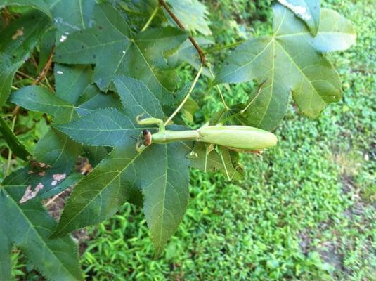 A praying mantis while walking