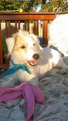 Joey, chillin by the pool.