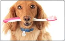 At Aaron Animal Clinic we recommend oral hygiene program to prevent gum disease.