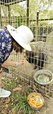 This is an American Porcupine. It was incredibly gentle!!