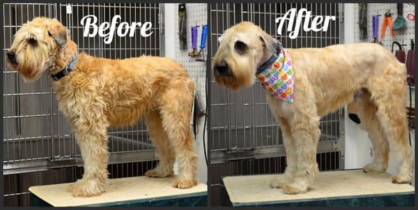 Dog Grooming before and after photo.